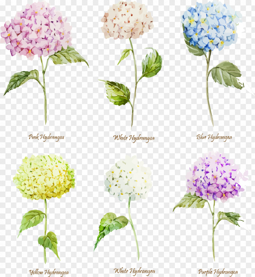 6 Beautiful Watercolor Hydrangea Vector Flower Painting Euclidean PNG