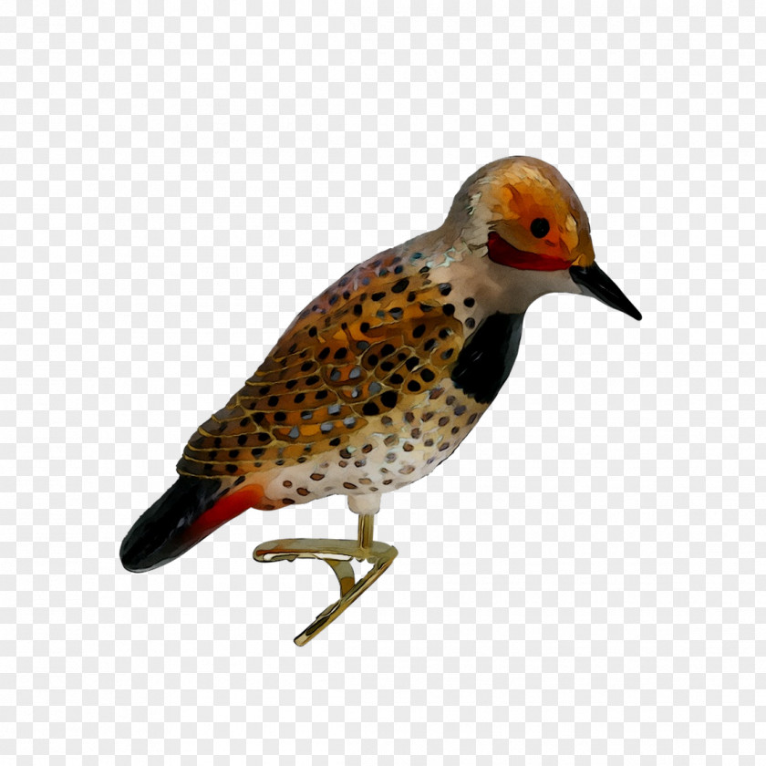 Beak Finches Piciformes Fauna PNG
