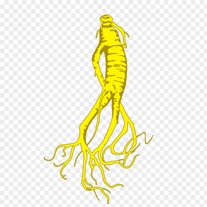 Cartoon Ginseng Free Picture Graphic Design Illustration PNG