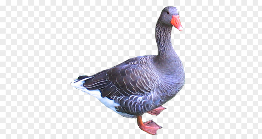 Goose Duck Bird Clip Art PNG