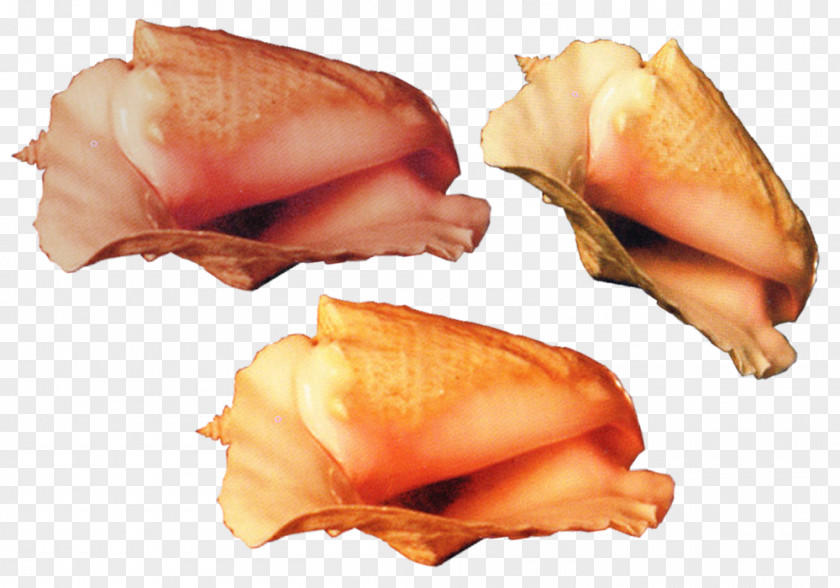 Gorgeous Deep-sea Conch Material Creativity PNG