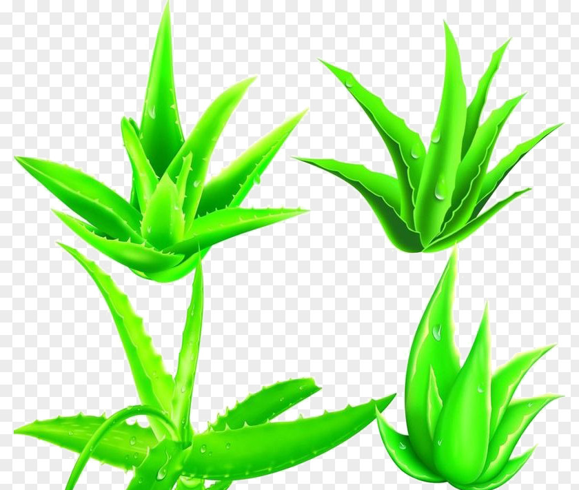 Green Aloe Vera Plant Powder Cosmetics PNG
