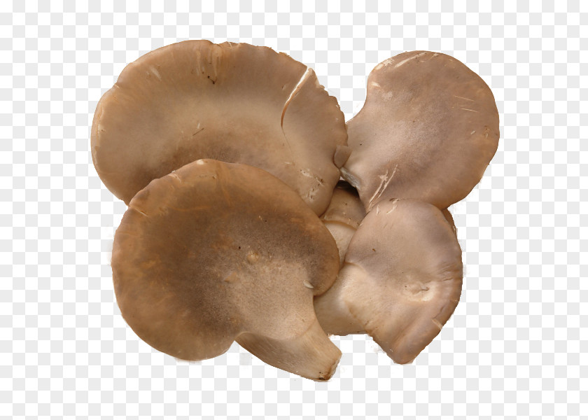 Mushroom Maple Oyster Food Abalone PNG