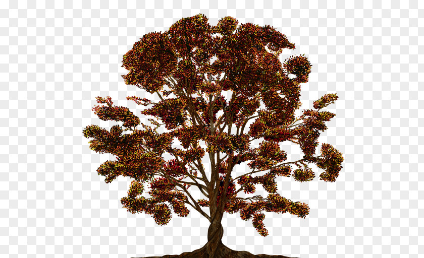 Tree Cloud Image Family PNG
