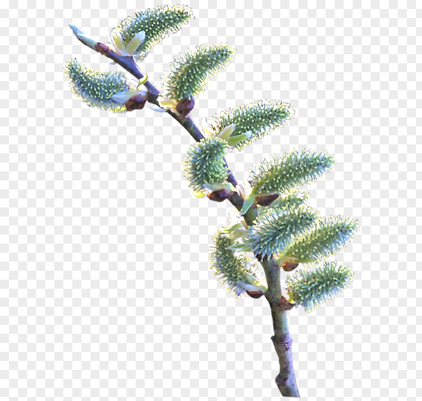 Twig Digital Image PNG