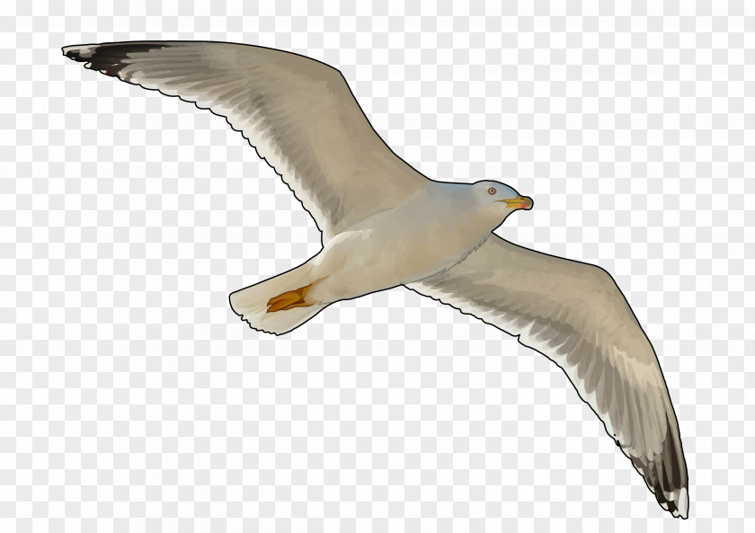 Bird European Herring Gull Gulls Education Technology PNG