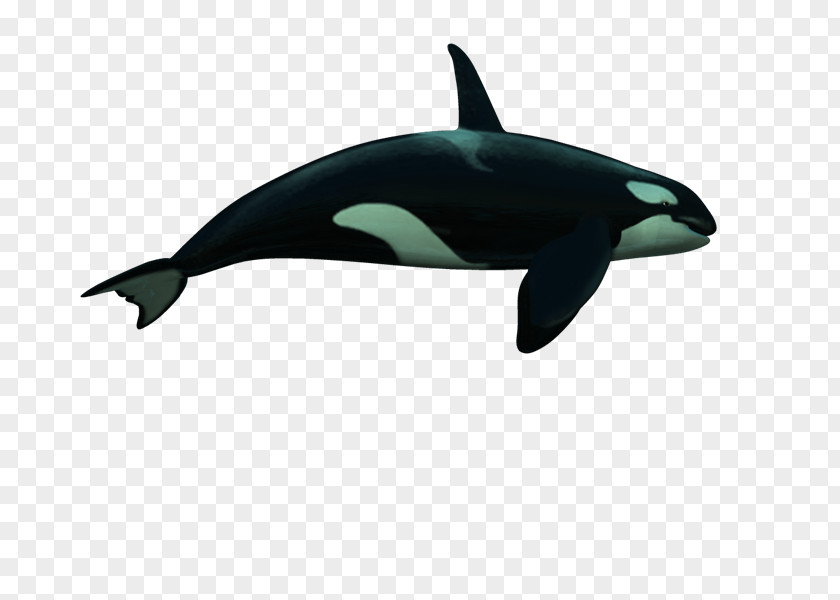 Dolphin Cetacea PhotoScape GIMP PNG
