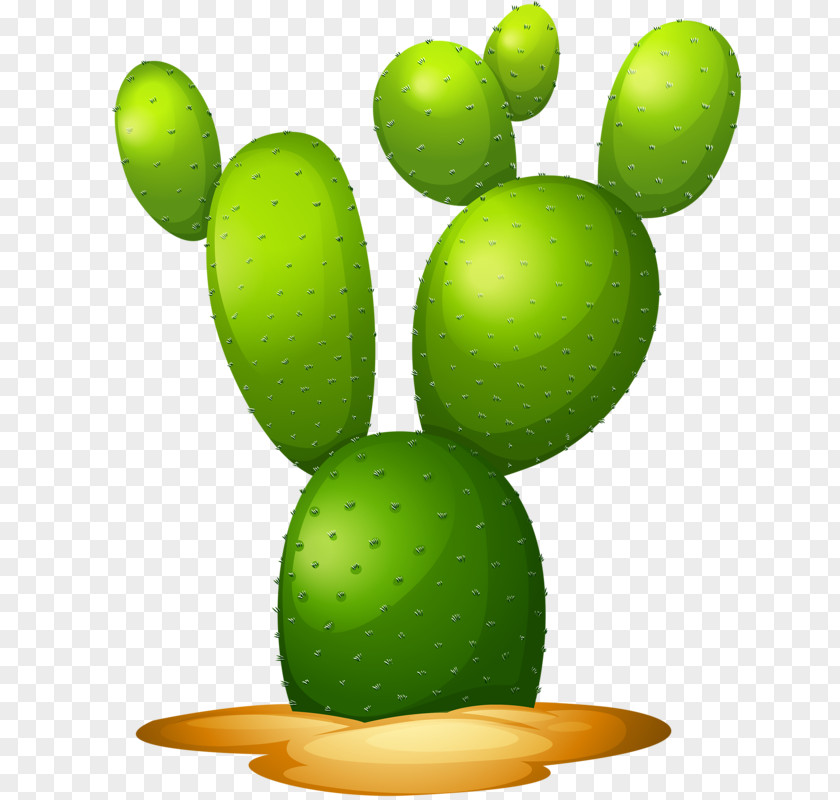 Hand-painted Cactus Opuntia Microdasys Pereskioideae Stock Photography Illustration PNG