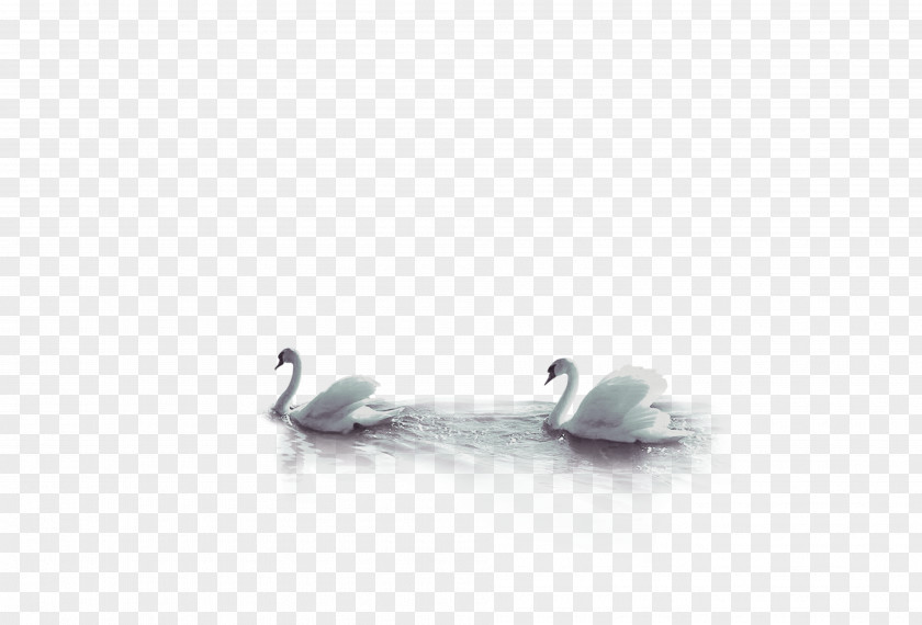 Ink Swan Background Duck Beak Wallpaper PNG