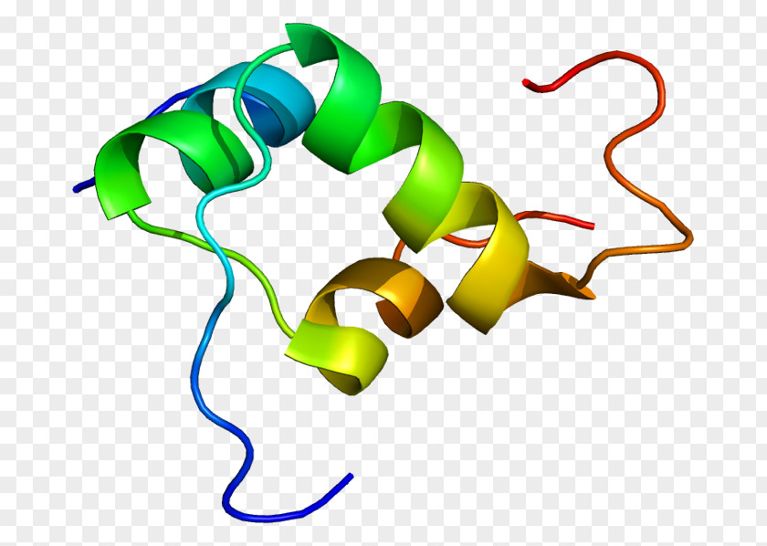 INSL3 Gene Protein Hormone Wikipedia PNG