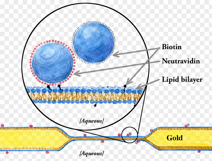 Membrane Model Lipid Bilayer Biological Cell PNG