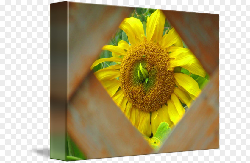 Sunflower Decorative Material Close-up PNG
