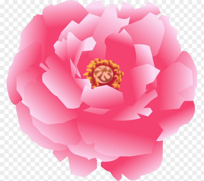 11.11 Garden Roses Japanese Camellia Cabbage Rose Sasanqua Pink M PNG