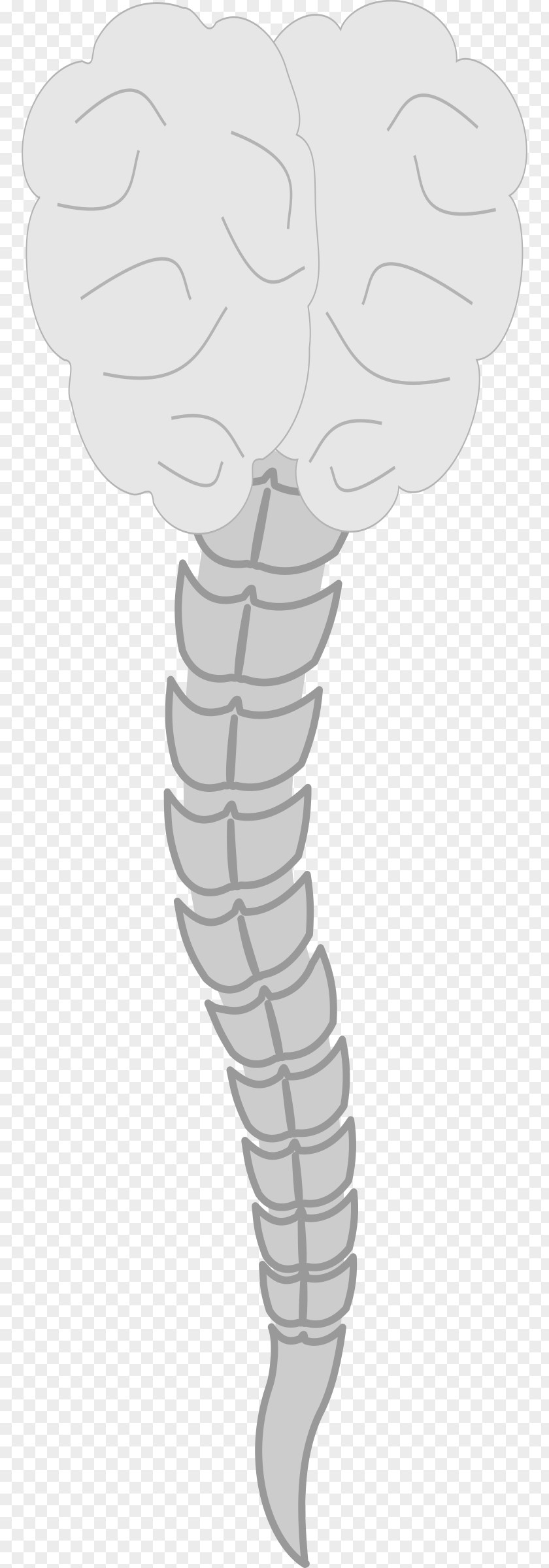 Column Clipart Thumb Vertebral PNG