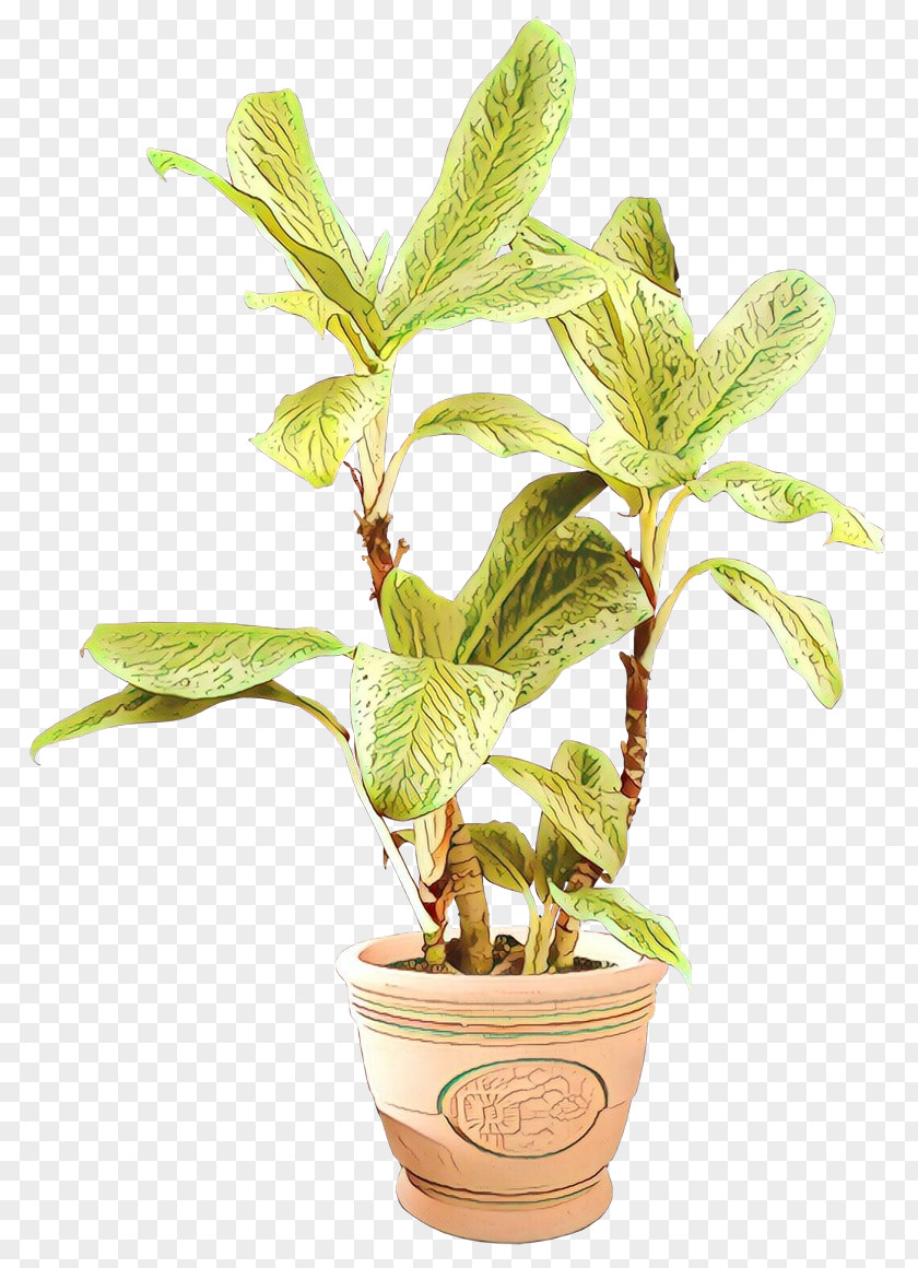 Flowerpot Herb Houseplant Tree PNG
