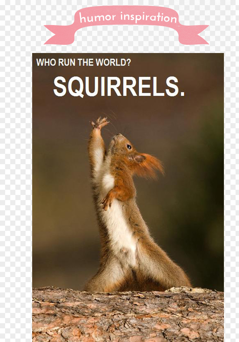 Inspiration Tree Squirrel Chipmunk YouTube Red PNG