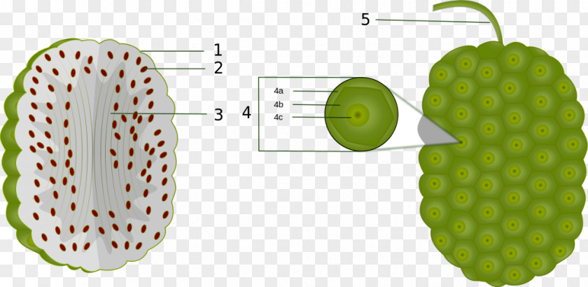 Juice Cheese Fruit Noni Anatomy PNG