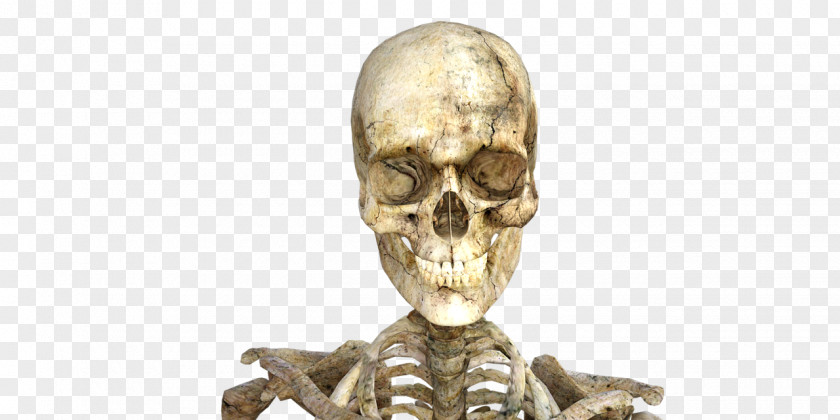 Skull Long-sleeved T-shirt Human Skeleton PNG
