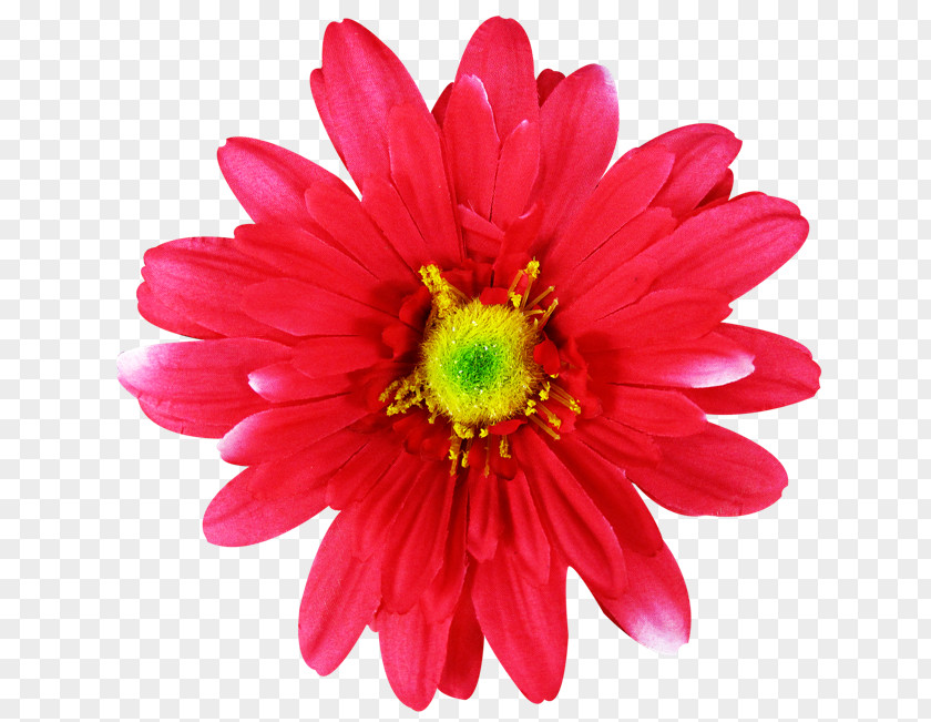 Flower Getty Images Stock Photography PNG