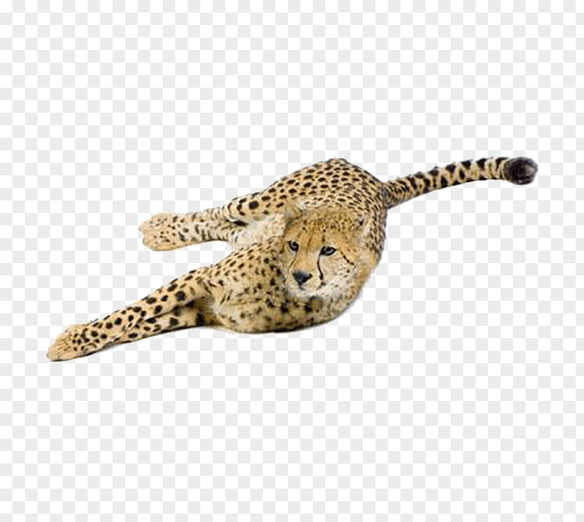 Leopard Cheetah Cat Eurasian Lynx Felidae PNG