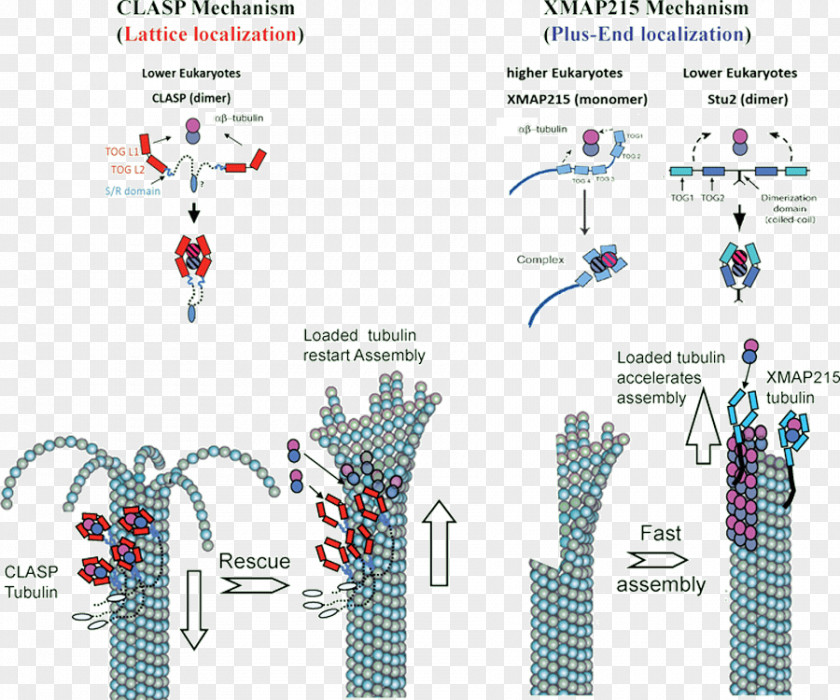 Physical Structure Microtubule Tubulin Depolymerization Kinetochore PNG