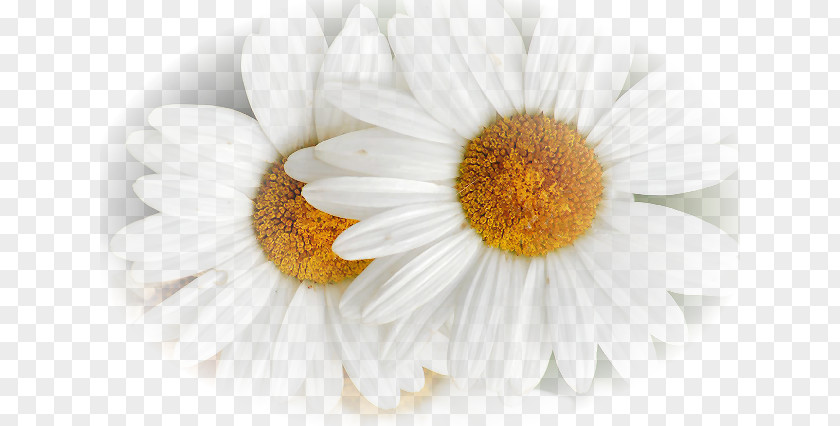 Chamomile Oxeye Daisy Flower Blue PNG
