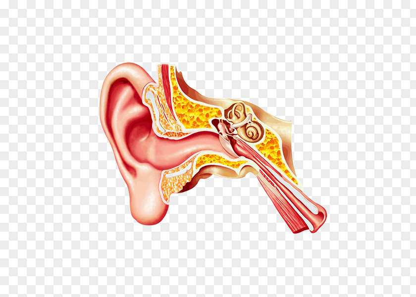 Ear Middle Eardrum Canal Earwax PNG