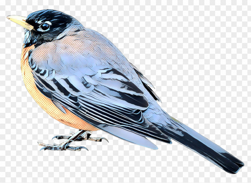 Finches Bird Image American Sparrows PNG