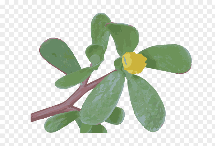 Flower Leaf Plant Symbol Impatiens PNG