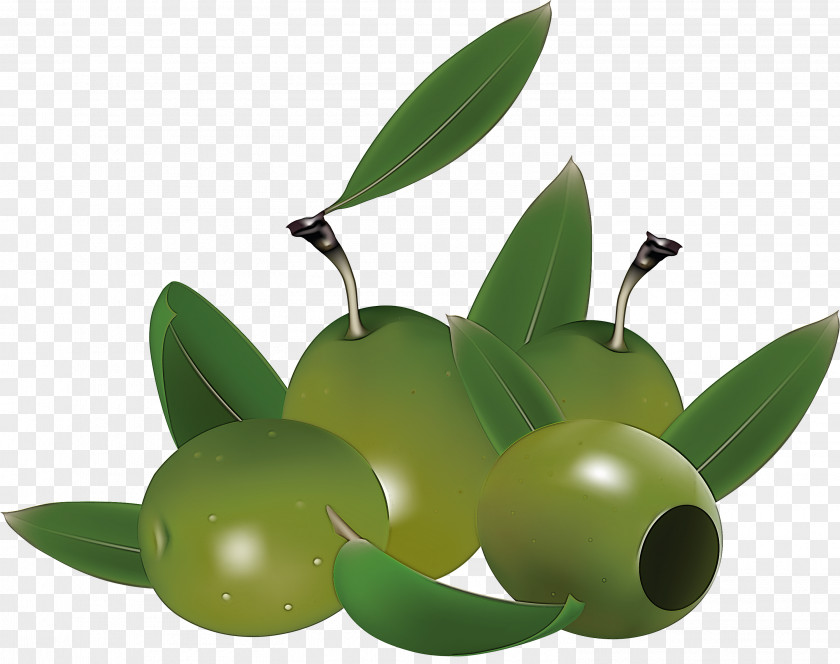 Green Olive Fruit Leaf Plant PNG