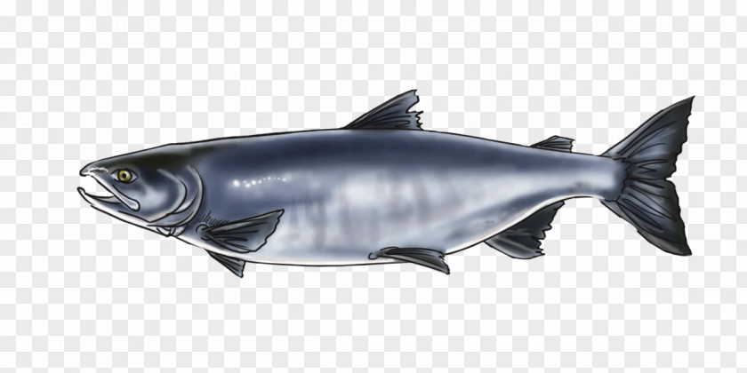 Minke Whale Salmon Alaska Squaliformes Wildlife Marine Biology PNG