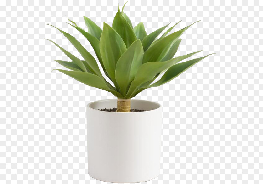 Plant Cost Plus World Market Flowerpot Century Furniture PNG