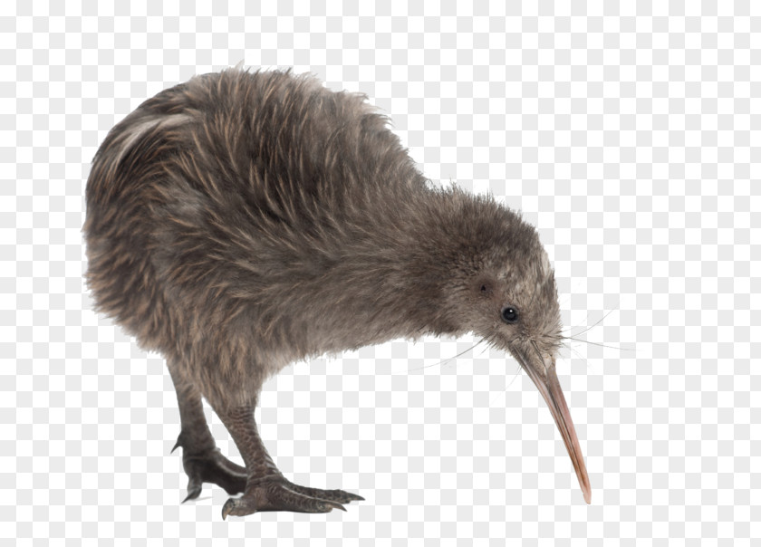 Bird Flightless Beak North Island Brown Kiwi Southern PNG
