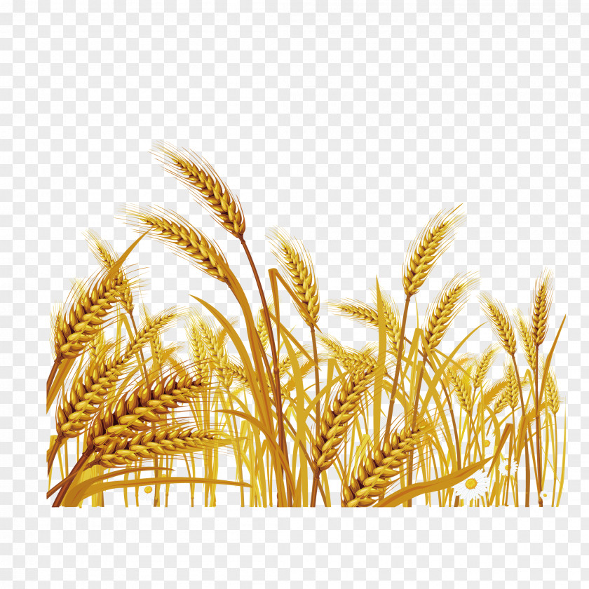 Harvested Wheat Euclidean Vector Stock Illustration Clip Art PNG