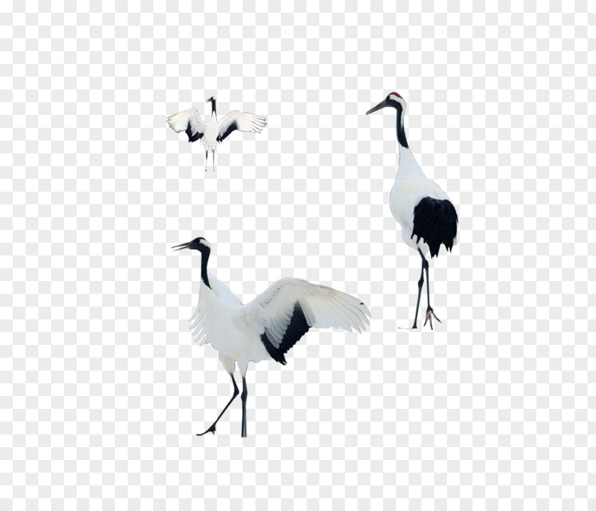 Standing Crane Bird Goose PNG