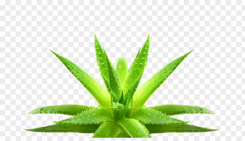 Aloe Vera Leaf Eyebrow Gel Plant PNG