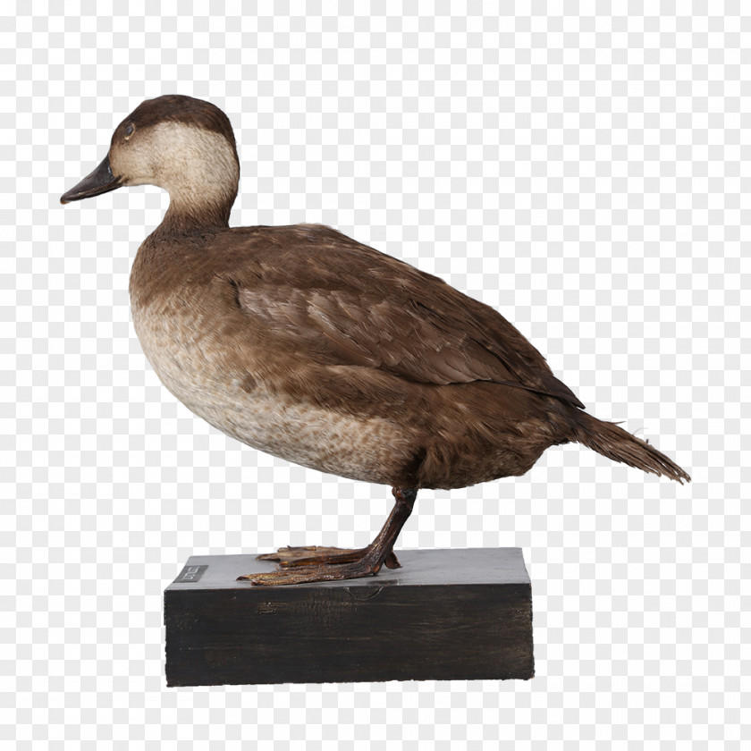 Goose Mallard Duck Fauna Beak PNG