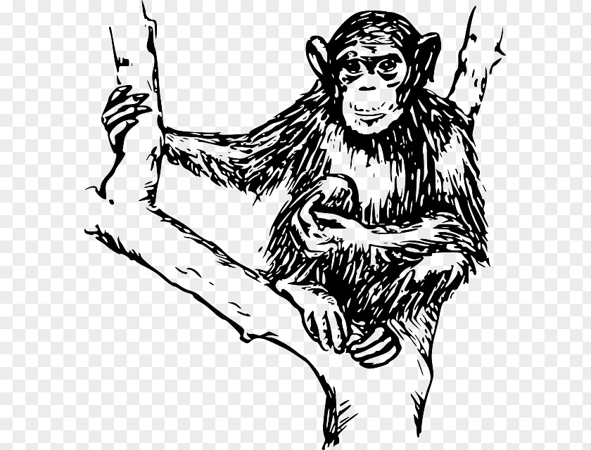 Hairy Ape Chimpanzee Monkey Clip Art PNG