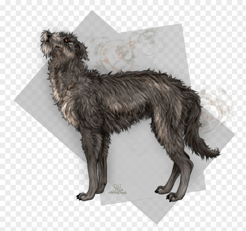 Irish Wolfhound Dog Breed Scottish Deerhound Scotland Fur PNG