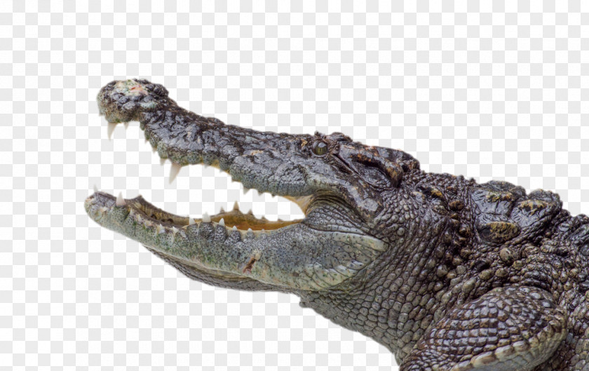 Crocodiles Model Nile Crocodile Alligator Saltwater PNG