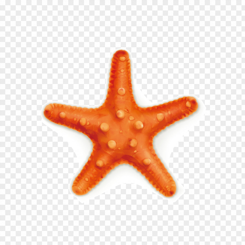 Starfish Vector Royalty-free Stock Photography Illustration PNG