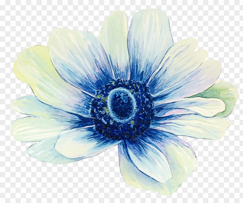Watercolor Paint Gerbera Flower Background PNG