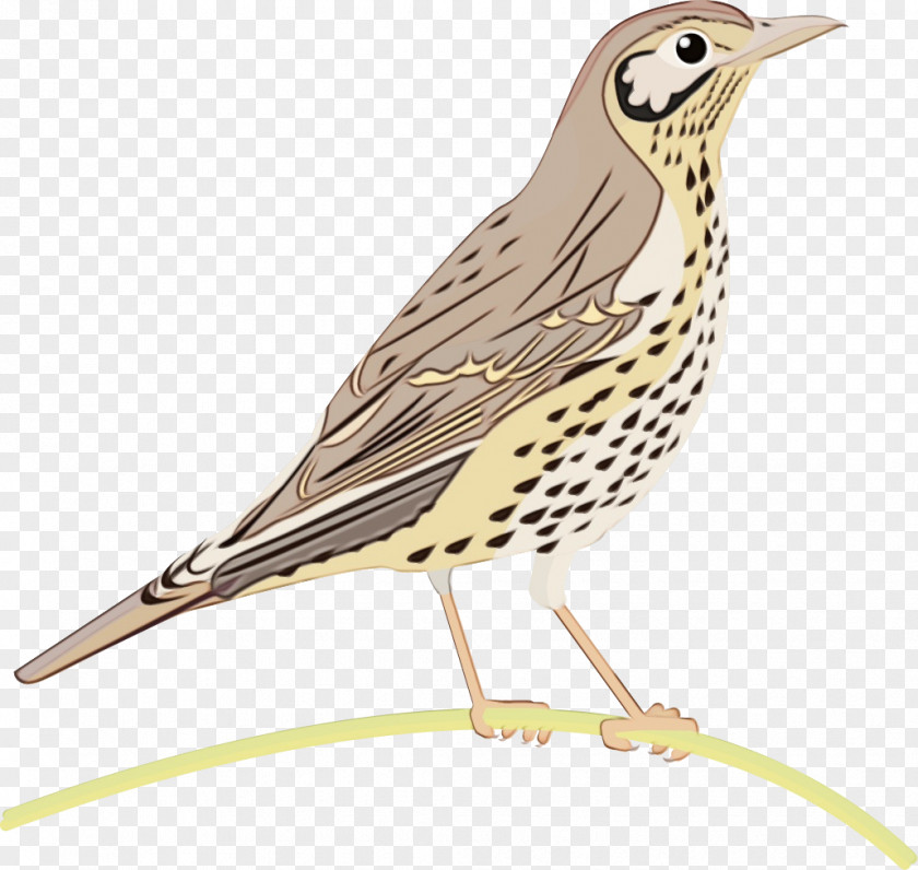 Cuckoo Wood Thrush Cartoon Bird PNG
