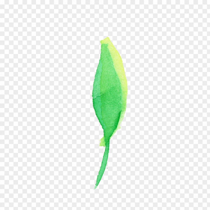 Feather PNG