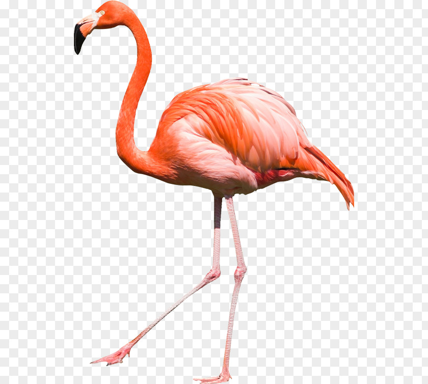 Flamingo Clip Art PNG