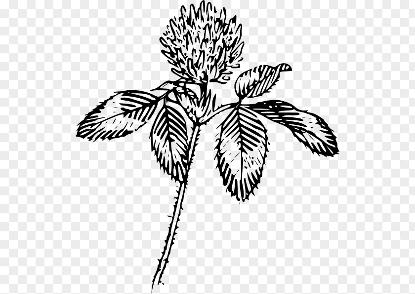 Flower Four-leaf Clover Shamrock Clip Art PNG