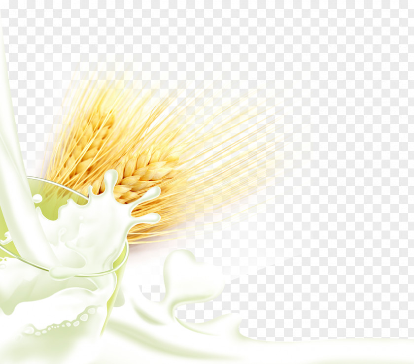 Golden Wheat Milk Download Computer Wallpaper PNG