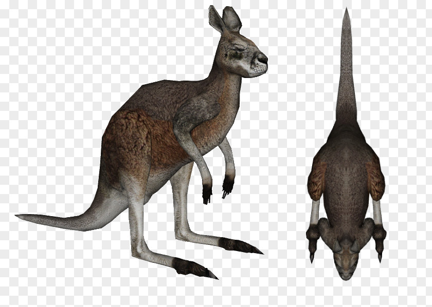 Kangaroo Red Diprotodon Zoo Tycoon 2 Animal PNG