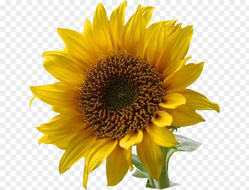 Sunflower Flower Clip Art PNG