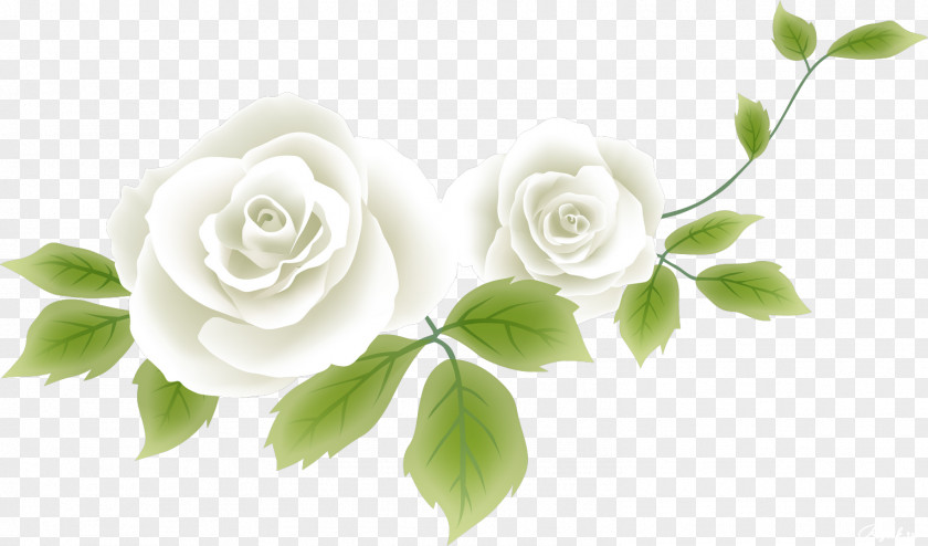 White Rose Flower Drawing Clip Art PNG